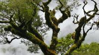 Te Anau - Milford, Wanderweg 