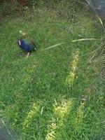 Te Anau - Takahe