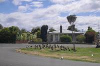 Te Anau
