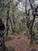 Tongairo 