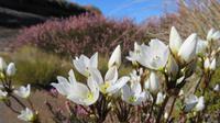 Tongariro Nationalpark Wandertag