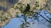 Tui-Vogel