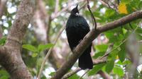 Tui