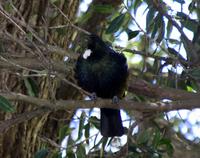 Tui