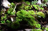 Umbrella Moss
