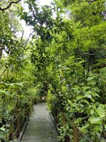 Urwald im Kauriwald in Nordneuseeland