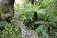 Vegetation der Urzeit