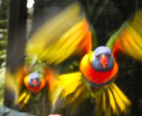 Vogelduett