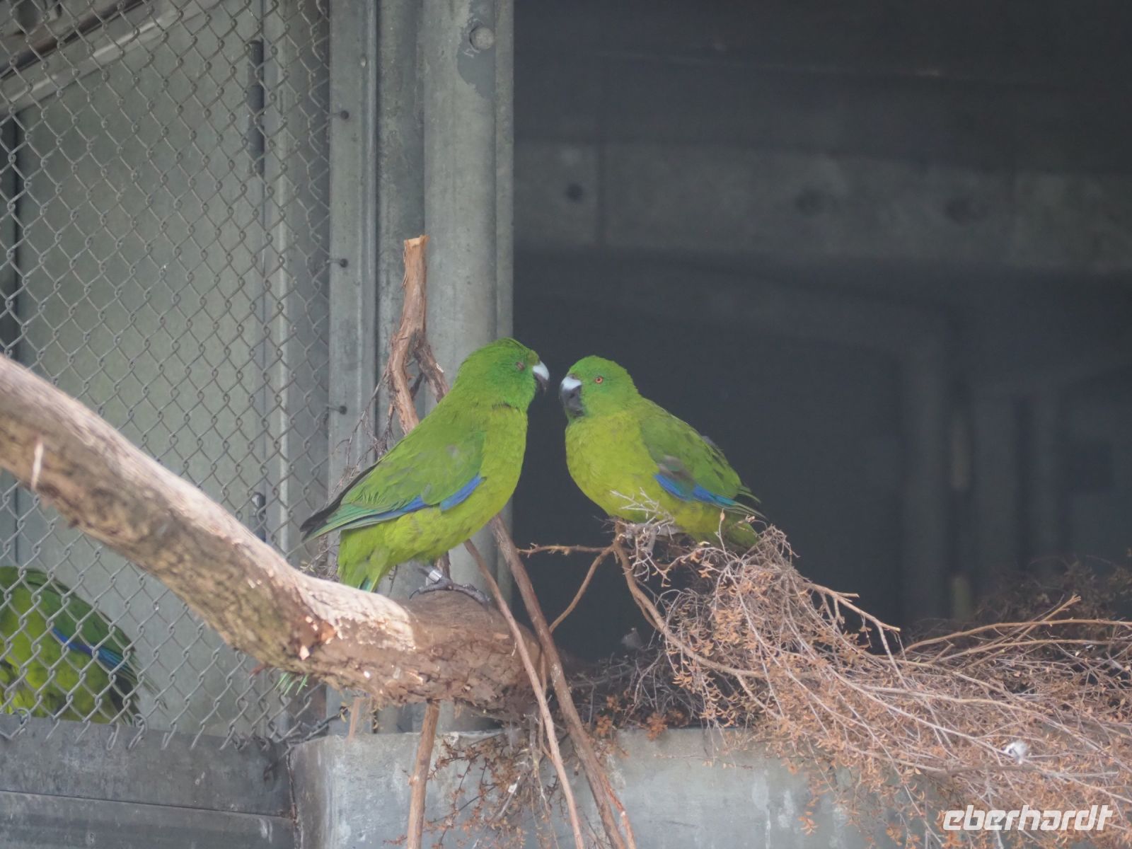 Vogelpark Te Anau
