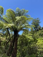 Waipoua 