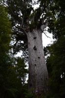Waipoua Kauri Forest - Tane Mahuta, der Herr des Waldes