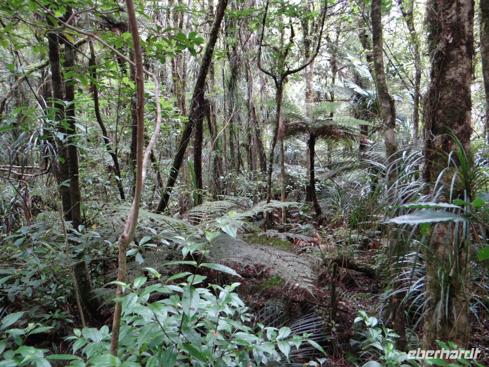 Waipoua Wald, Farne in allen Arten und Formen