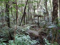 Waipoua Wald, Farne in allen Arten und Formen