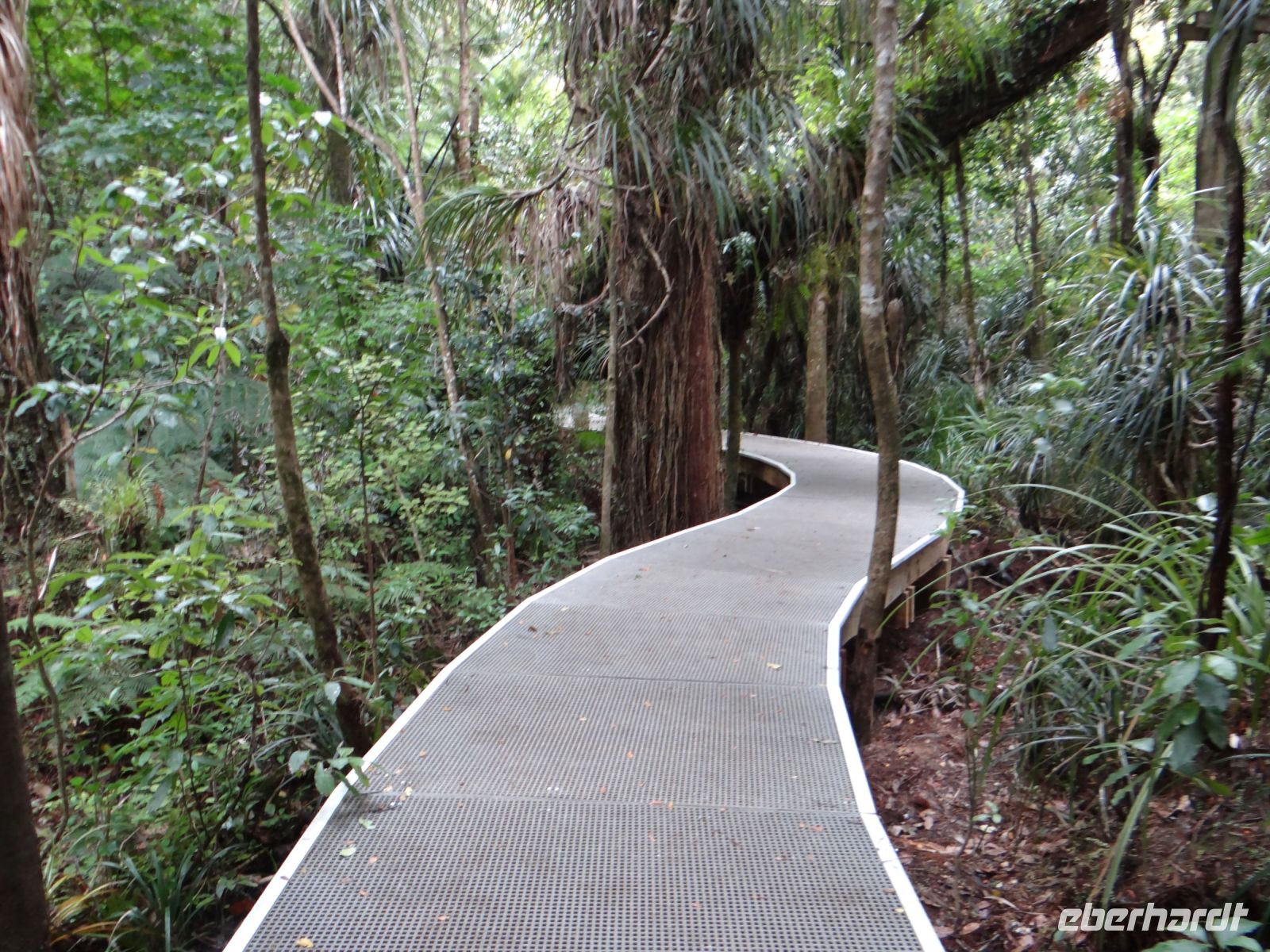 Waipoua Wald, auf sauberen Sohlen entlang dieses Weges