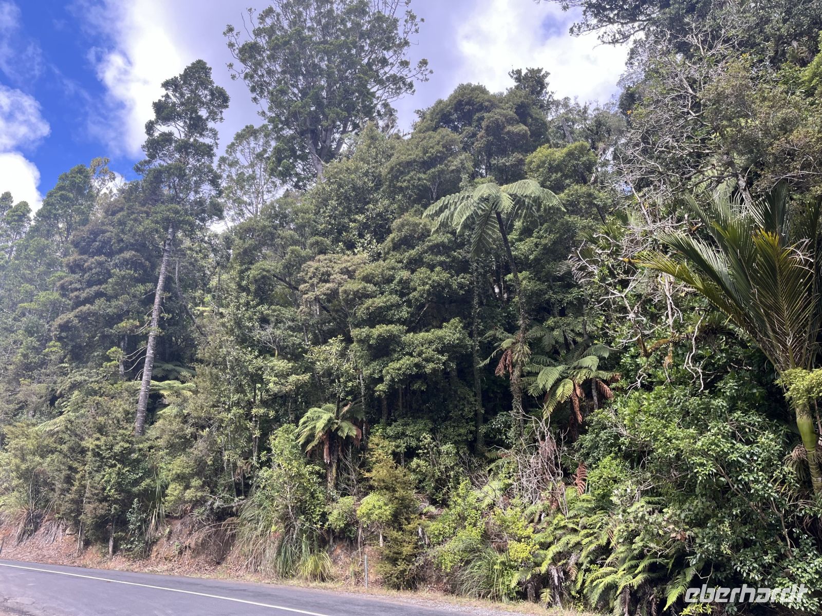 Waipoua-Wald
