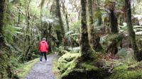 Wald bei Fox Glacier