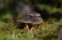 Waldstillleben