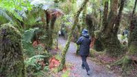 Wanderung im Regenwald bei Regen 