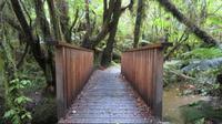 Wanderung im Regenwald bei Regen 