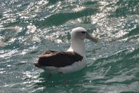 Weißkappenalbatros