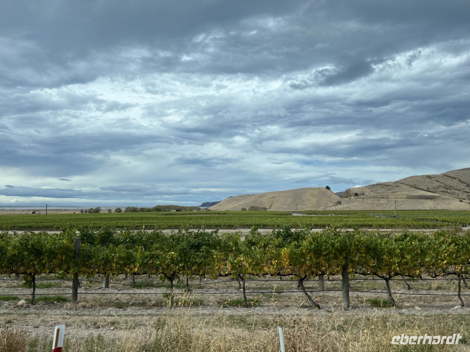 Weinanbau in der Region von Canterbury