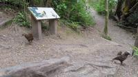 Weka und Kaka