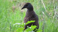Weka