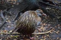 Wekaralle im Wald