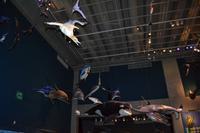 Wellington - Im Nationalmuseum Te Papa