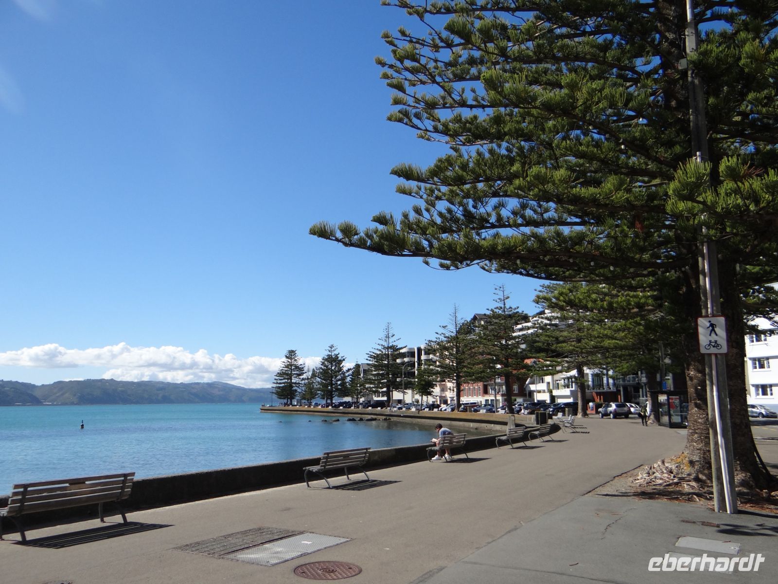 Wellington, die Northfolk Pinie ziert die Promenade.