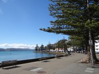 Wellington, die Northfolk Pinie ziert die Promenade.
