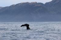 Whale Watch 