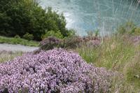 Wilder Thymian