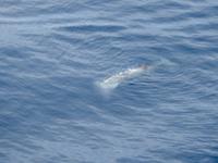 Wingsoverwhales Neuseeland