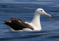 Wir werden beobachtet, Albatross neben unserem Boot