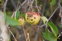 Wunder der Natur