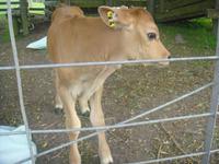 auf der Farm