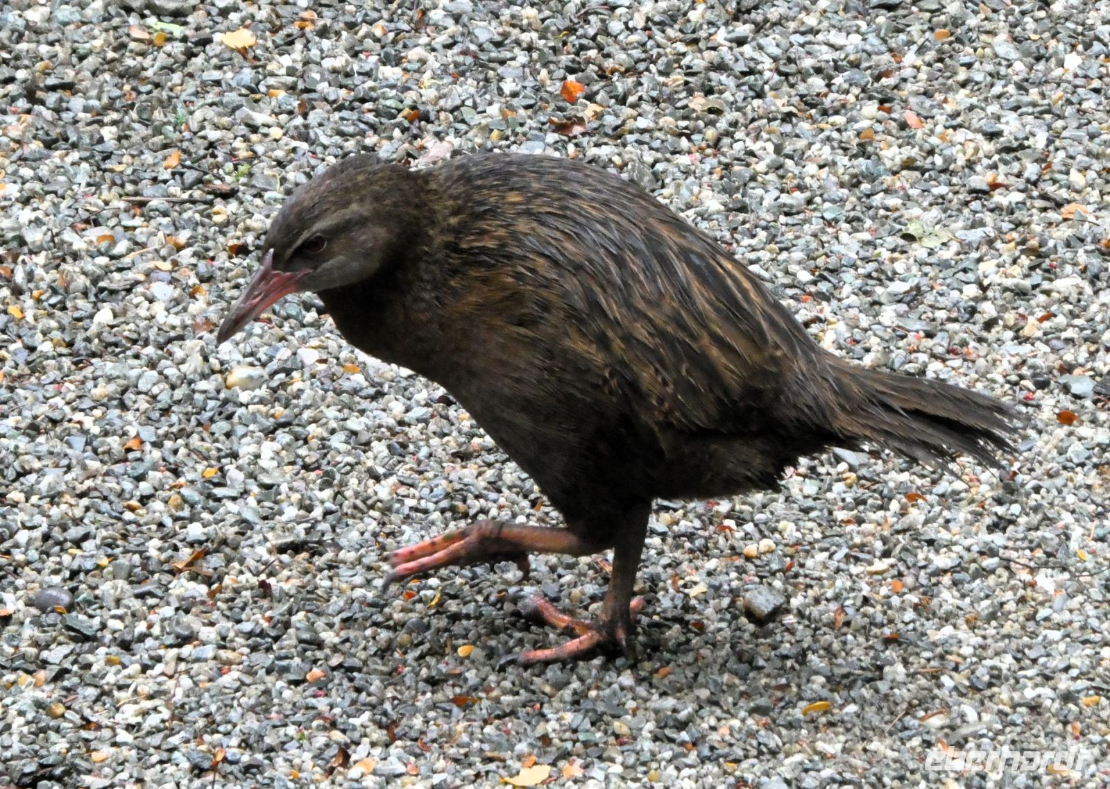 diebischer Waka