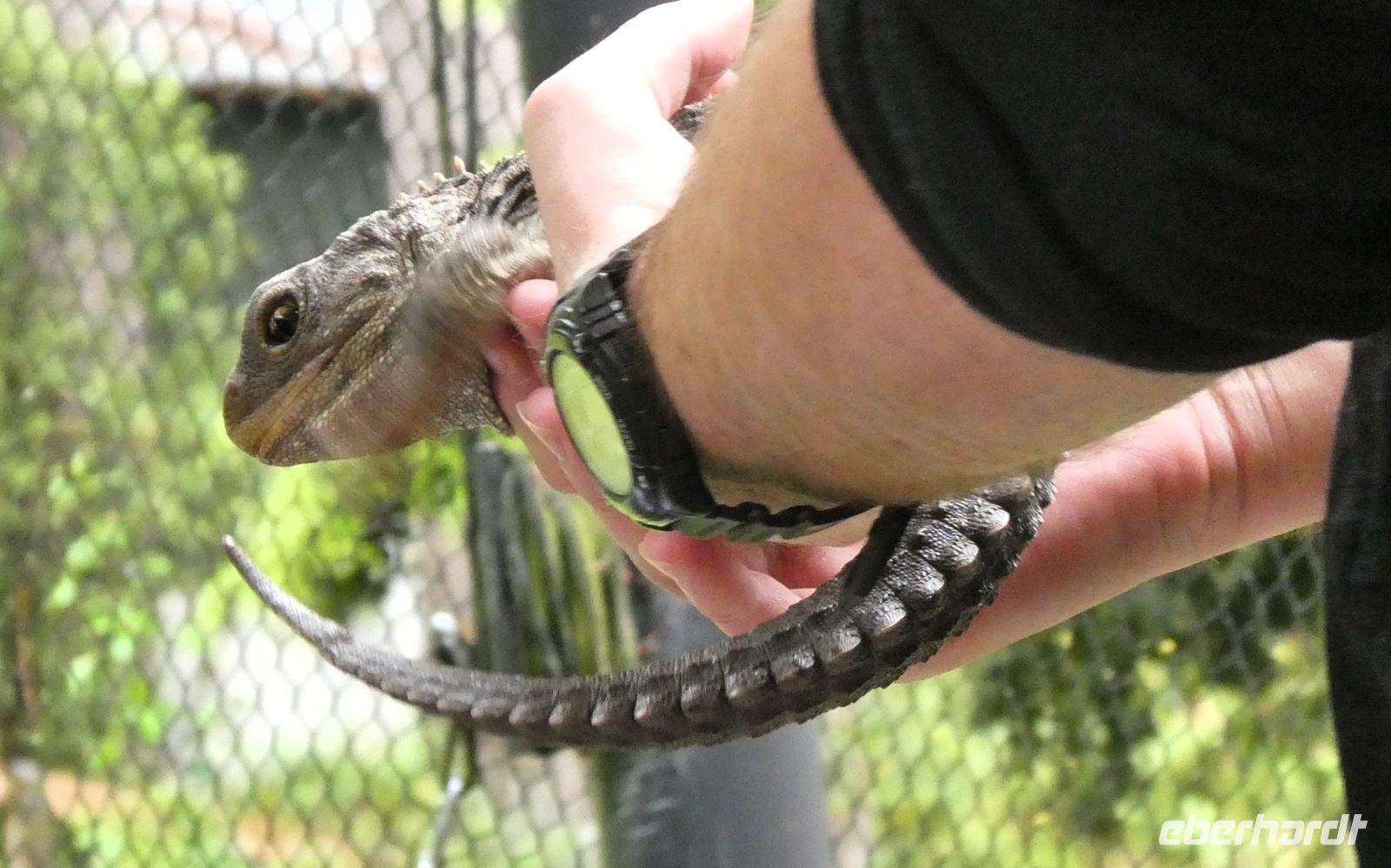 ein junger Tuatara