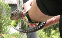 ein junger Tuatara