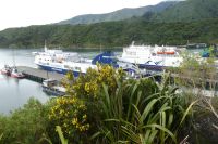 im Hafen von Picton