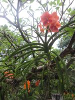 im Orchideenpark