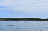 Bocas del Toro - Delphin