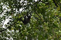 Bocas del Toro - Faultier