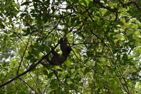 Bocas del Toro - Faultier