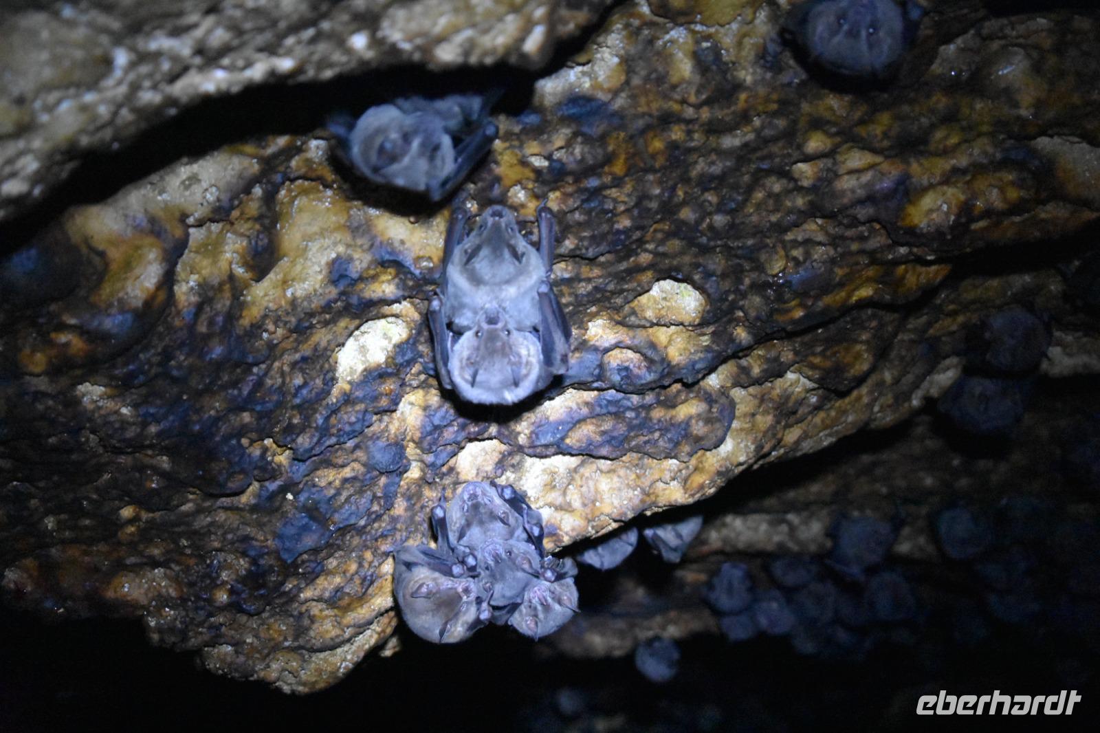 Bocas del Toro - Fledermaus Höhle