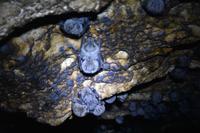 Bocas del Toro - Fledermaus Höhle