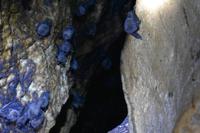 Bastimentos - Fledermaus Höhle