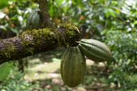 Kakao-Plantage - Rio Oeste