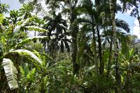 Kakao-Plantage - Rio Oeste